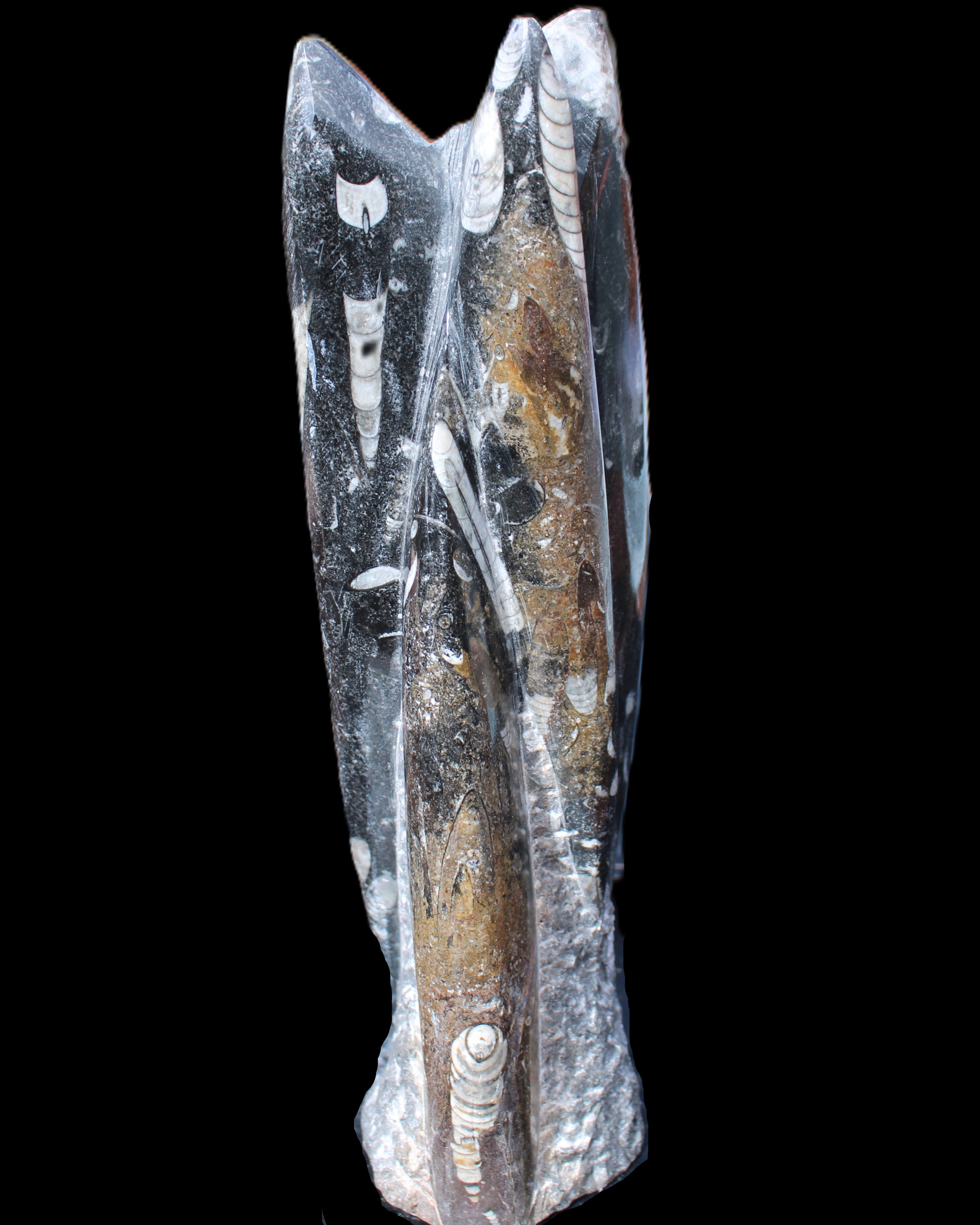 Orthoceras sculpture tower from Morocco 230*65mm 1030g in sunlight - Rocks and Things Store