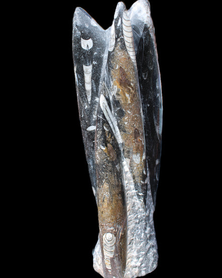 Orthoceras sculpture tower from Morocco 230*65mm 1030g in sunlight - Rocks and Things Store