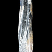 Orthoceras sculpture tower from Morocco 230*65mm 1030g in sunlight - Rocks and Things Store