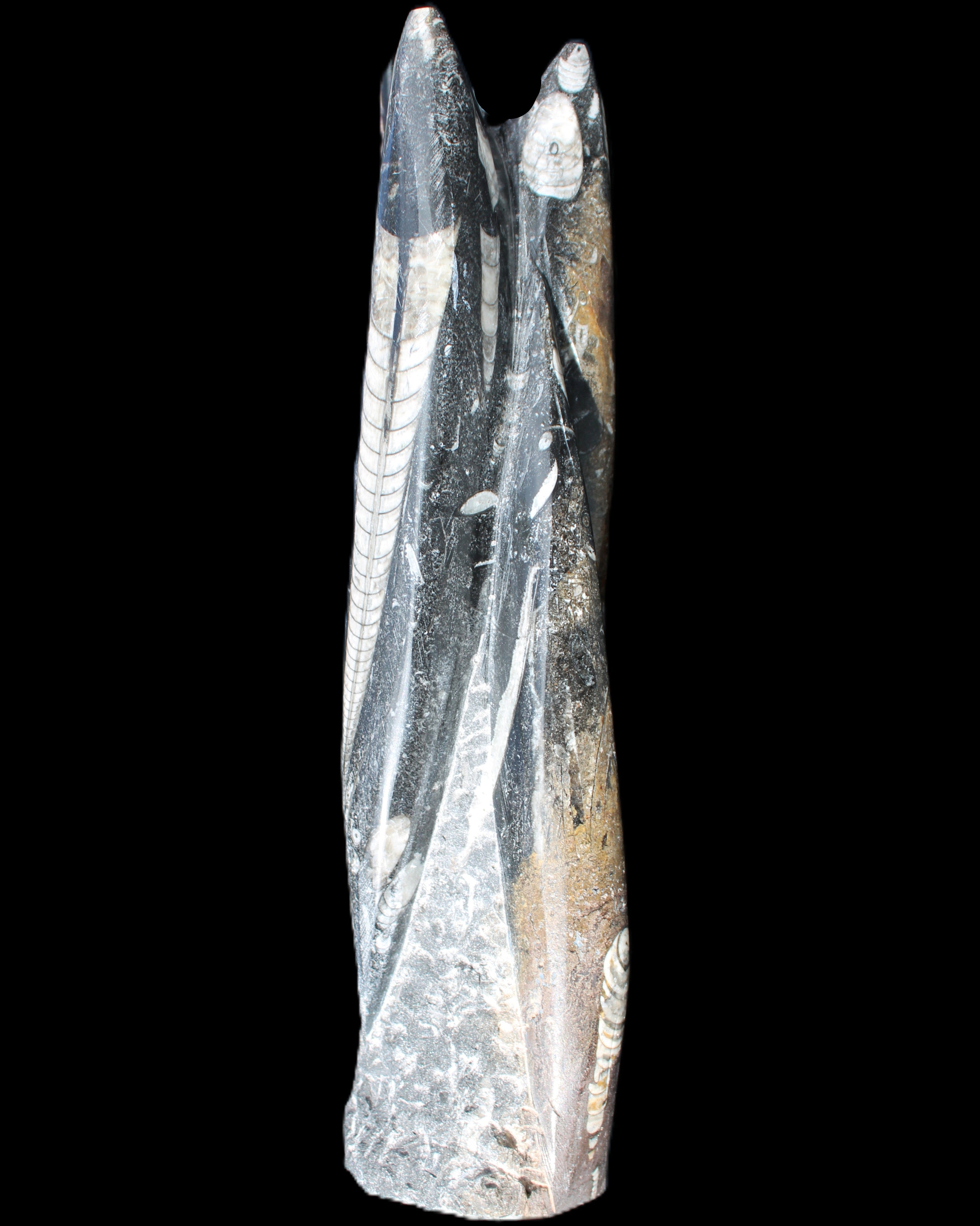 Orthoceras sculpture tower from Morocco 230*65mm 1030g in sunlight - Rocks and Things Store