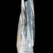 Orthoceras sculpture tower from Morocco 230*65mm 1030g in sunlight - Rocks and Things Store