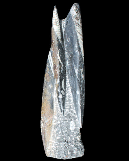 Orthoceras sculpture tower from Morocco 230*65mm 1030g in sunlight - Rocks and Things Store