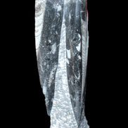 Orthoceras sculpture tower from Morocco 230*65mm 1030g in sunlight - Rocks and Things Store