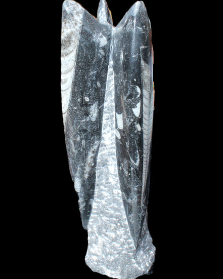 Orthoceras sculpture tower from Morocco 230*65mm 1030g in sunlight - Rocks and Things Store