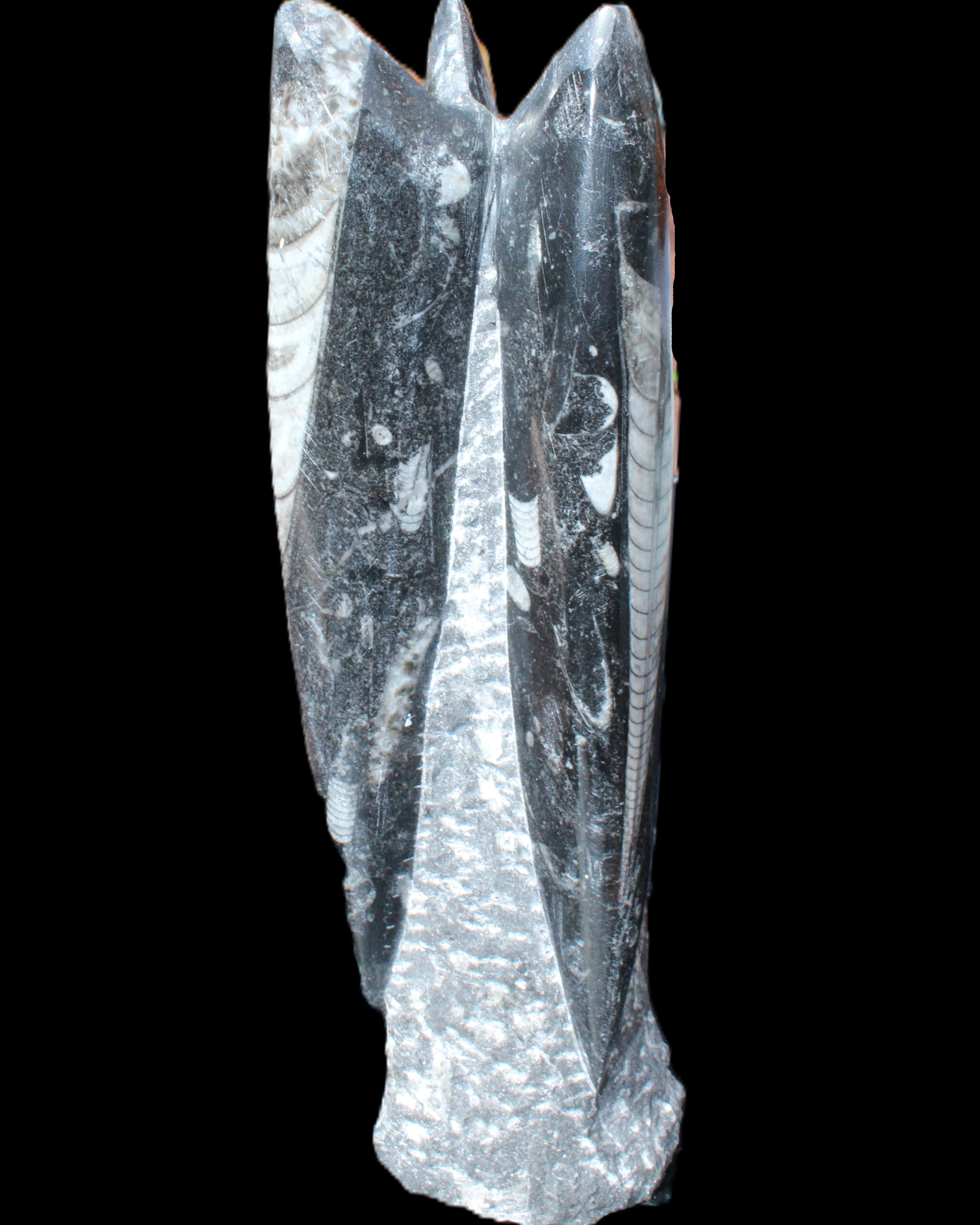 Orthoceras sculpture tower from Morocco 230*65mm 1030g in sunlight - Rocks and Things Store