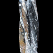 Orthoceras sculpture tower from Morocco 230*65mm 1030g in sunlight - Rocks and Things Store