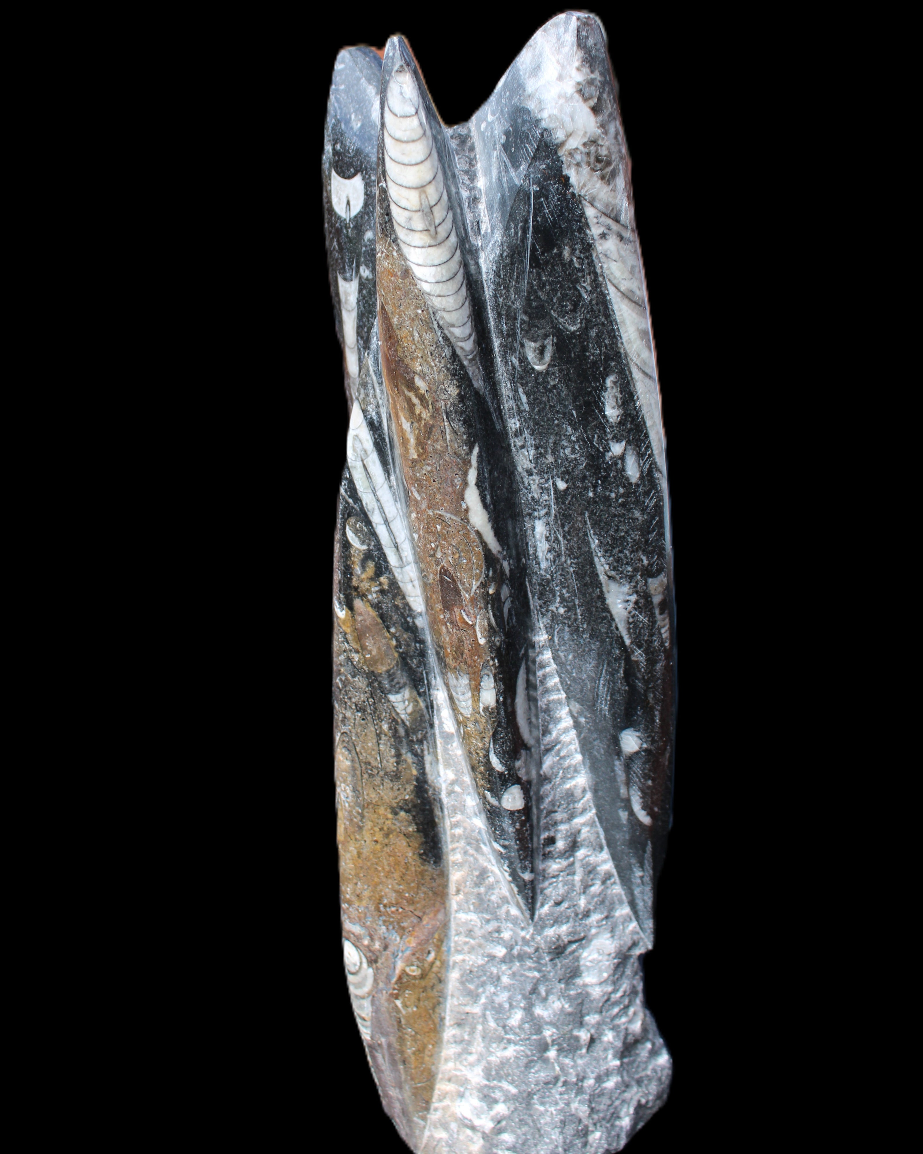Orthoceras sculpture tower from Morocco 230*65mm 1030g in sunlight - Rocks and Things Store