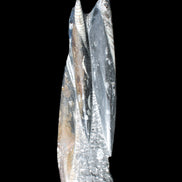 Orthoceras sculpture tower from Morocco 230*65mm 1030g in sunlight - Rocks and Things Store