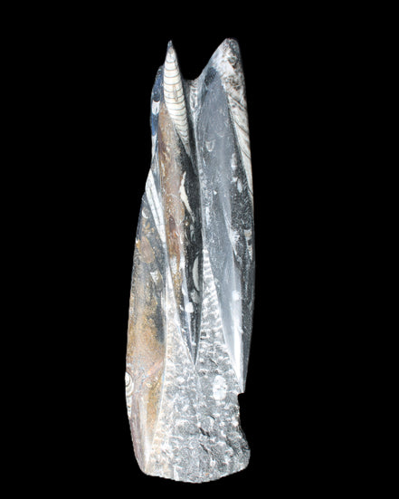 Orthoceras sculpture tower from Morocco 230*65mm 1030g in sunlight - Rocks and Things Store