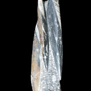 Orthoceras sculpture tower from Morocco 230*65mm 1030g in sunlight - Rocks and Things Store