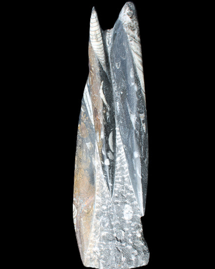 Orthoceras sculpture tower from Morocco 230*65mm 1030g in sunlight - Rocks and Things Store