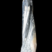 Orthoceras sculpture tower from Morocco 230*65mm 1030g in sunlight - Rocks and Things Store