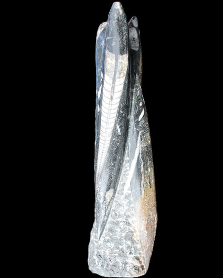 Orthoceras sculpture tower from Morocco 230*65mm 1030g in sunlight - Rocks and Things Store