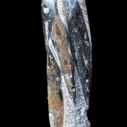 Orthoceras sculpture tower from Morocco 230*65mm 1030g in sunlight - Rocks and Things Store