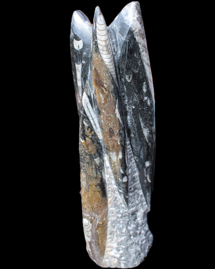 Orthoceras sculpture tower from Morocco 230*65mm 1030g in sunlight - Rocks and Things Store