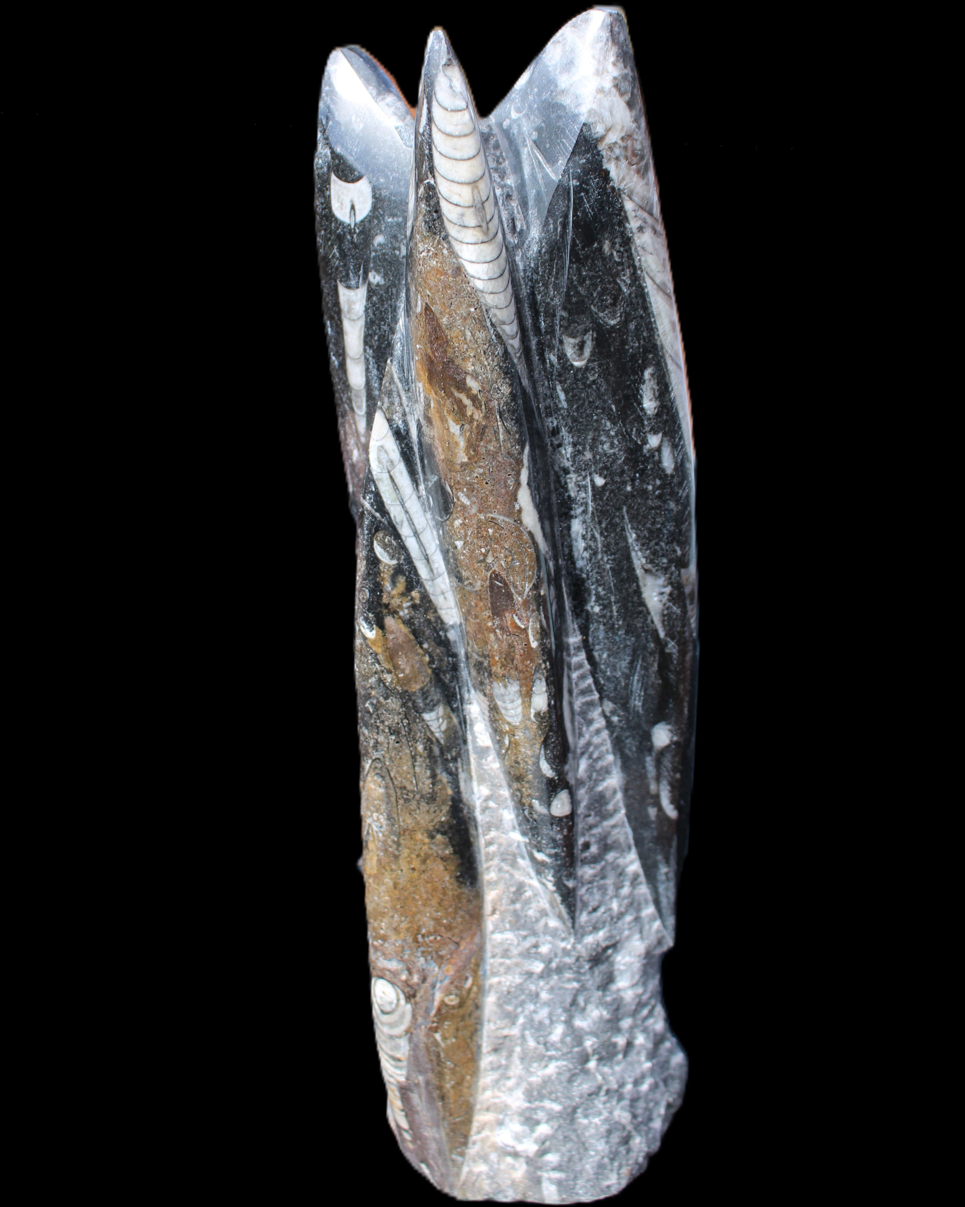 Orthoceras sculpture tower from Morocco 230*65mm 1030g in sunlight - Rocks and Things Store