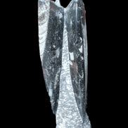 Orthoceras sculpture tower from Morocco 230*65mm 1030g in sunlight - Rocks and Things Store