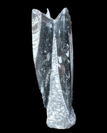 Orthoceras sculpture tower from Morocco 230*65mm 1030g in sunlight - Rocks and Things Store