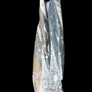 Orthoceras sculpture tower from Morocco 230*65mm 1030g in sunlight - Rocks and Things Store