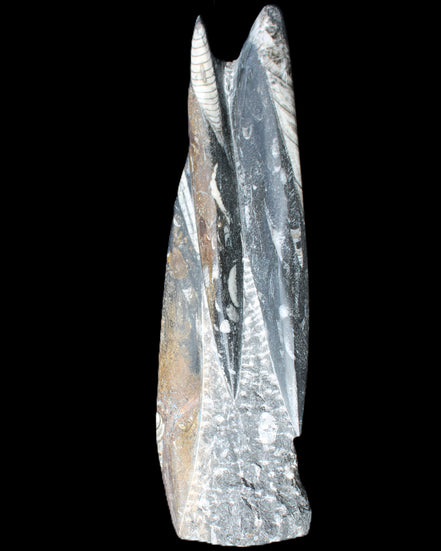Orthoceras sculpture tower from Morocco 230*65mm 1030g in sunlight - Rocks and Things Store