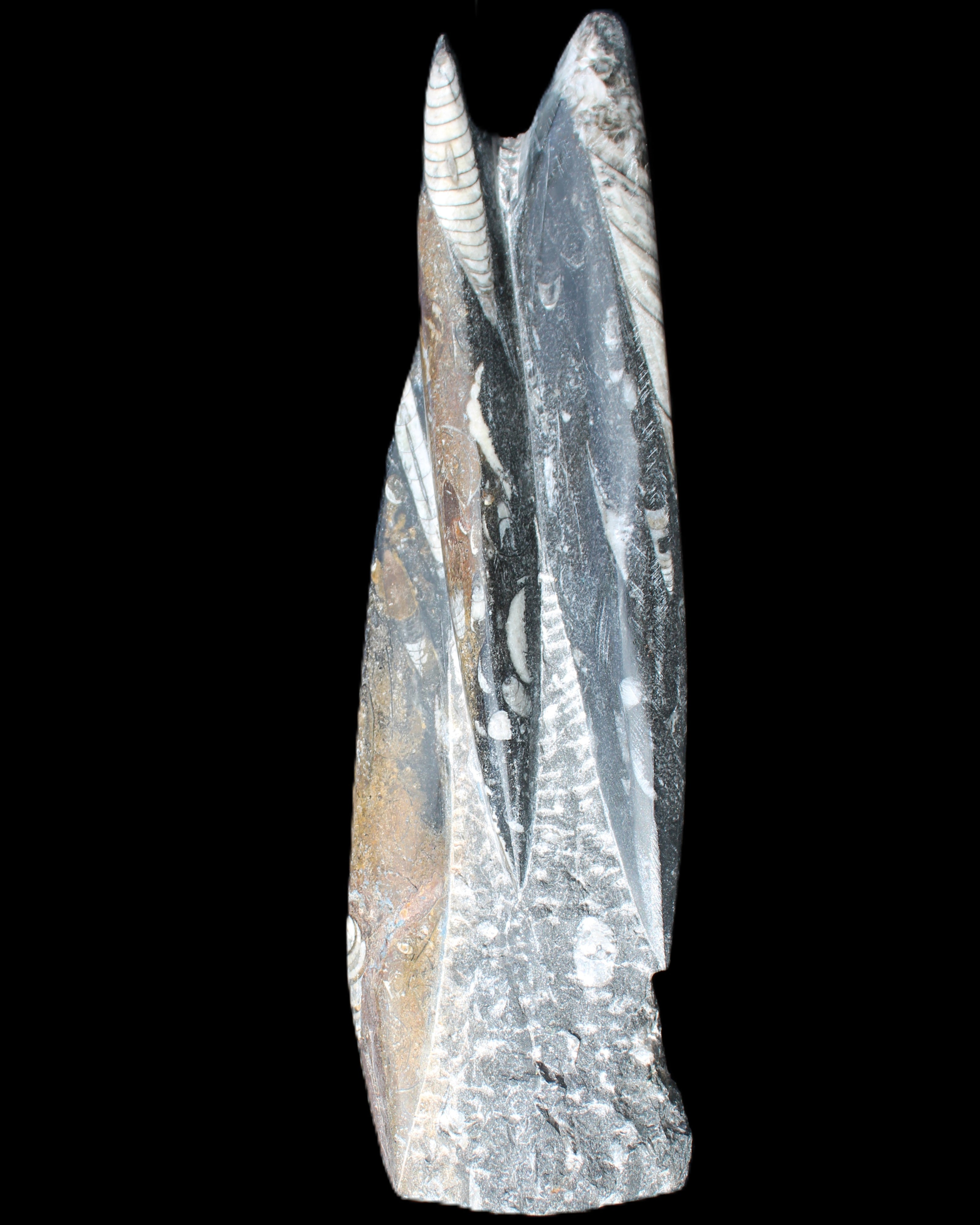 Orthoceras sculpture tower from Morocco 230*65mm 1030g in sunlight - Rocks and Things Store