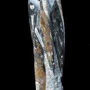 Orthoceras sculpture tower from Morocco 230*65mm 1030g in sunlight - Rocks and Things Store