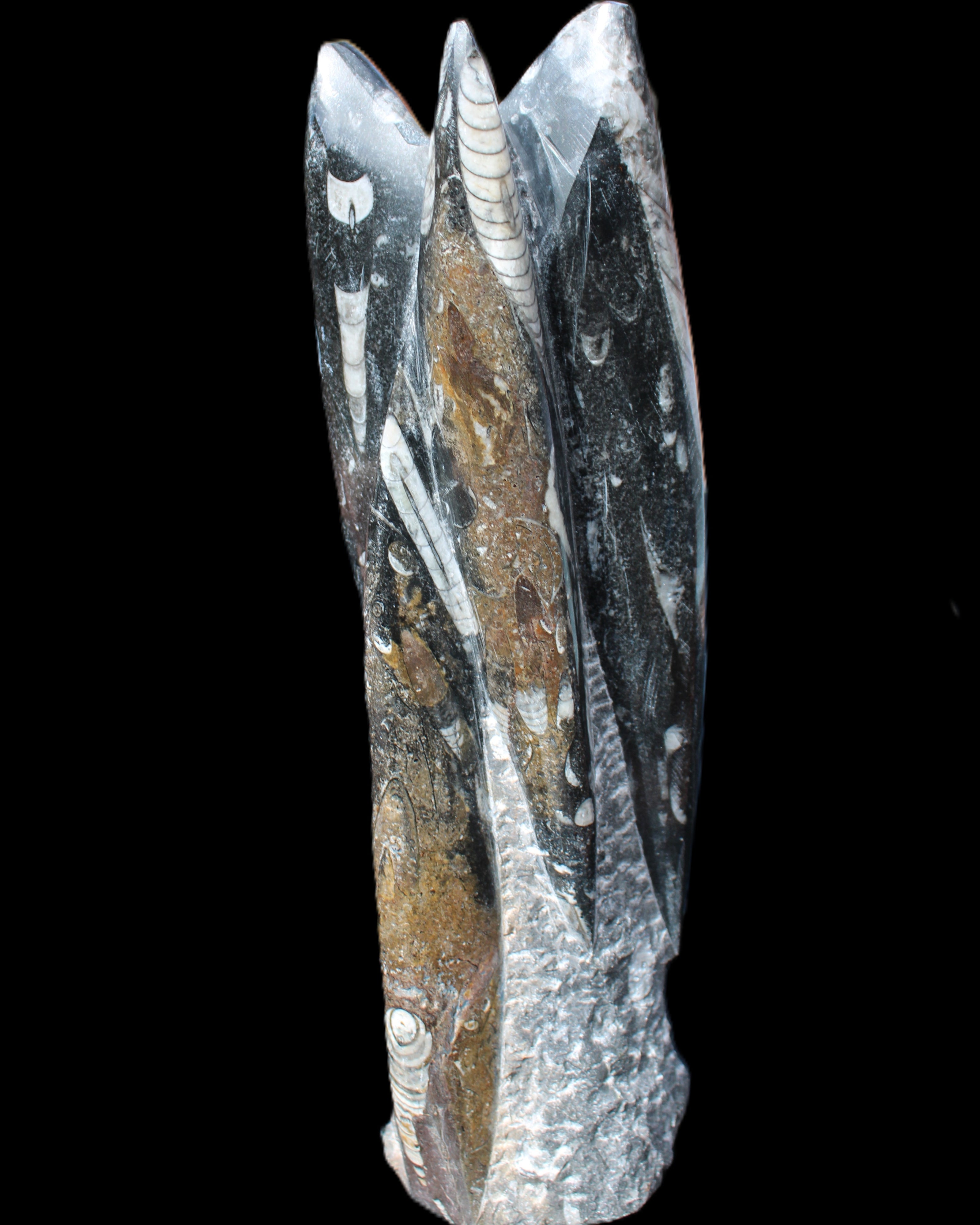 Orthoceras sculpture tower from Morocco 230*65mm 1030g in sunlight - Rocks and Things Store