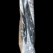 Orthoceras sculpture tower from Morocco 230*65mm 1030g in sunlight - Rocks and Things Store