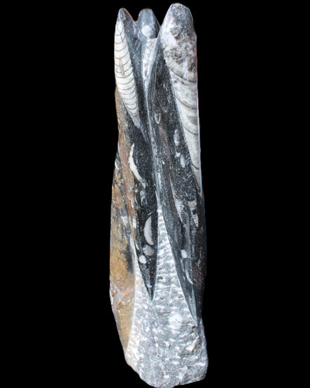 Orthoceras sculpture tower from Morocco 230*65mm 1030g in sunlight - Rocks and Things Store