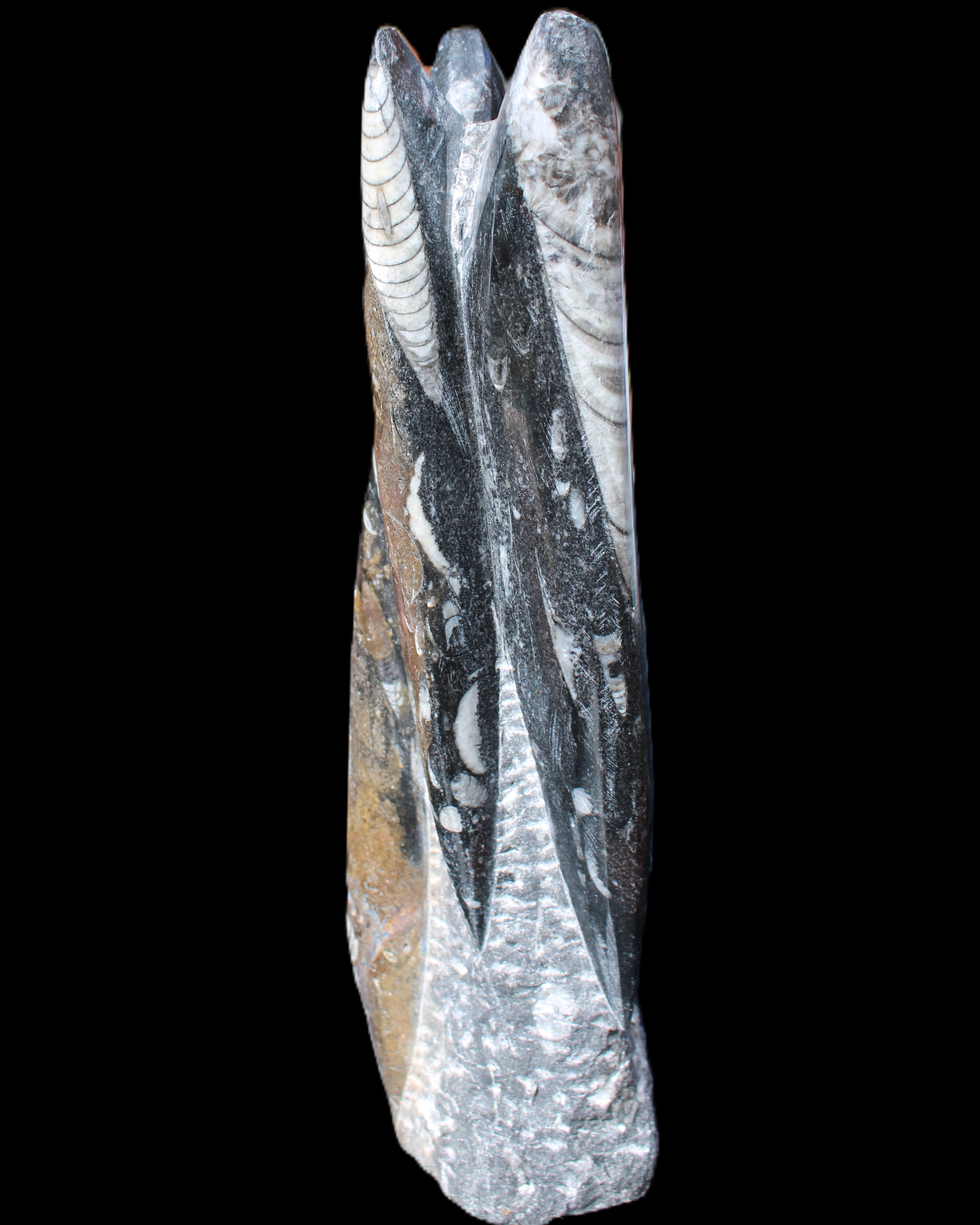 Orthoceras sculpture tower from Morocco 230*65mm 1030g in sunlight - Rocks and Things Store