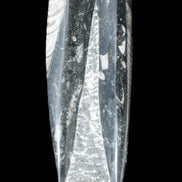 Orthoceras sculpture tower from Morocco 230*65mm 1030g in sunlight - Rocks and Things Store