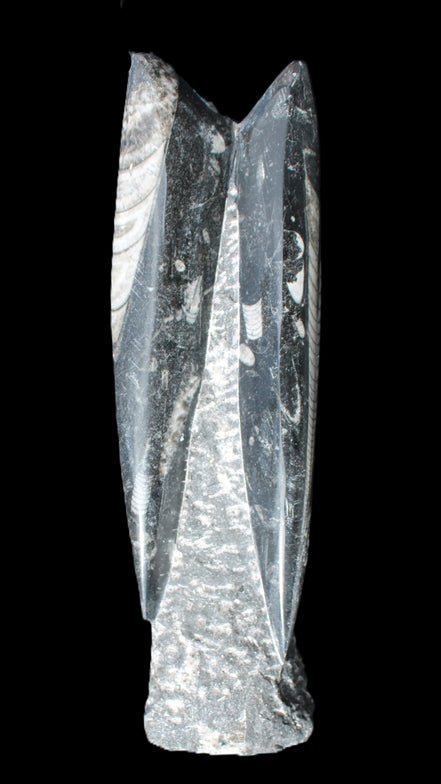 Orthoceras sculpture tower from Morocco 230*65mm 1030g in sunlight - Rocks and Things Store