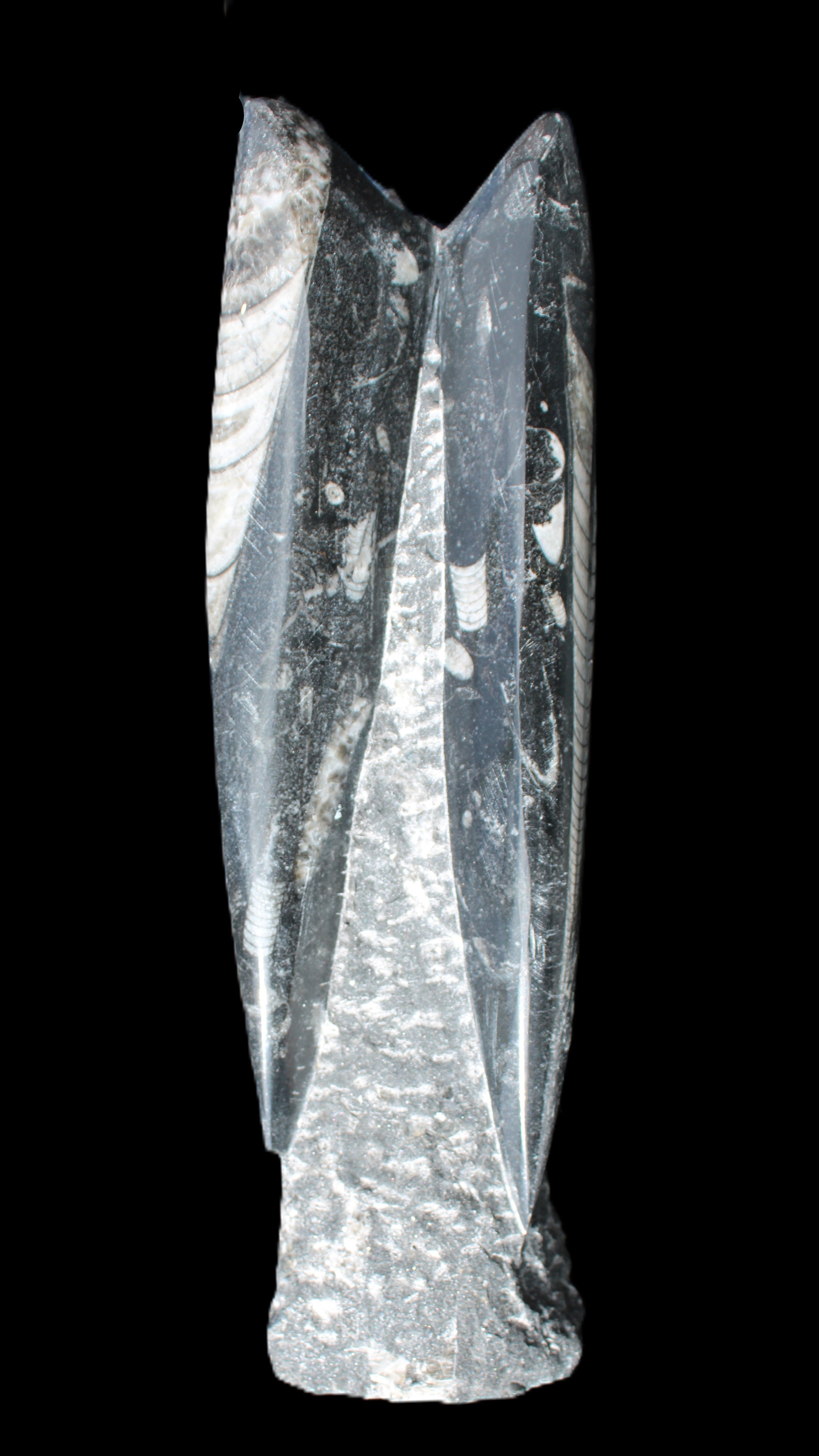 Orthoceras sculpture tower from Morocco 230*65mm 1030g in sunlight - Rocks and Things Store