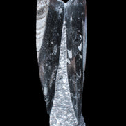 Orthoceras sculpture tower from Morocco 230*65mm 1030g in sunlight - Rocks and Things Store