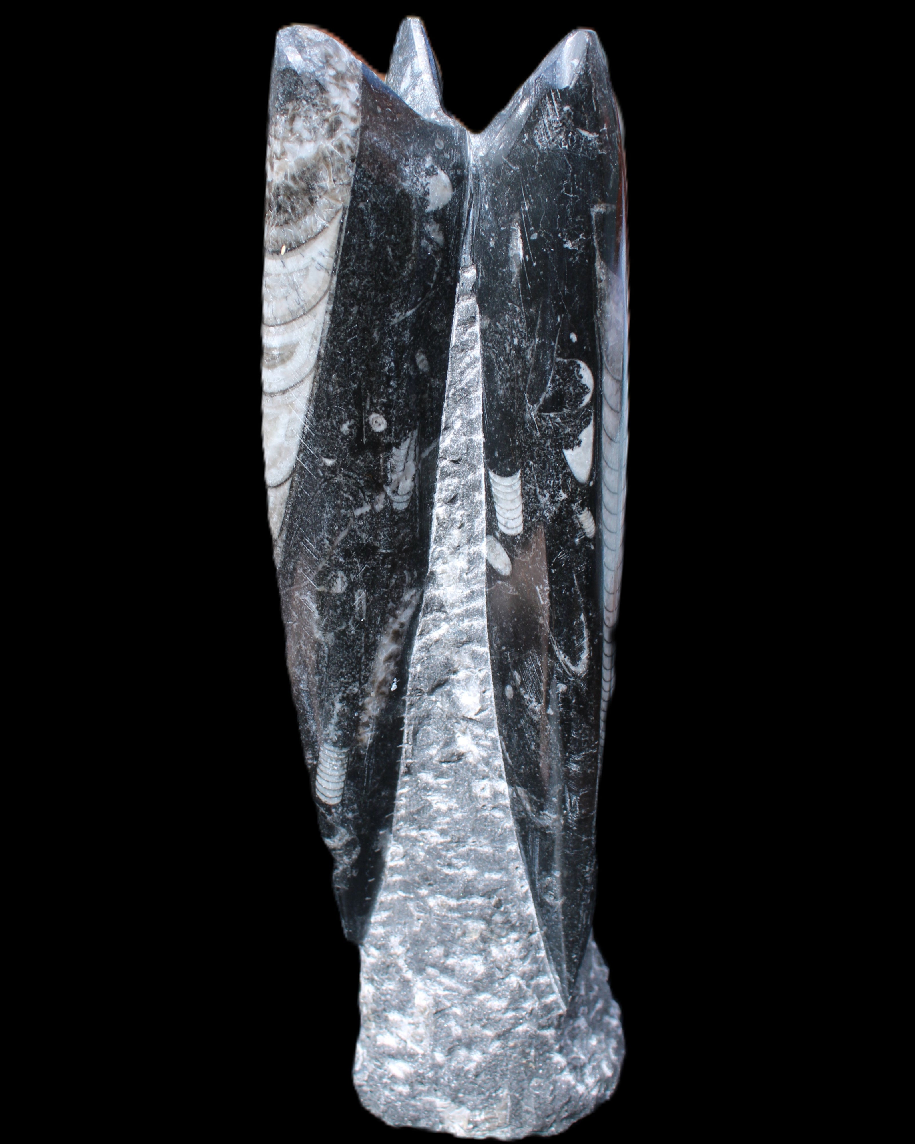 Orthoceras sculpture tower from Morocco 230*65mm 1030g in sunlight - Rocks and Things Store