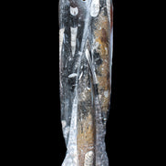 Orthoceras sculpture tower from Morocco 230*65mm 1030g in sunlight - Rocks and Things Store