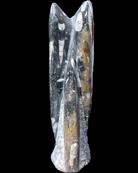 Orthoceras sculpture tower from Morocco 230*65mm 1030g in sunlight - Rocks and Things Store