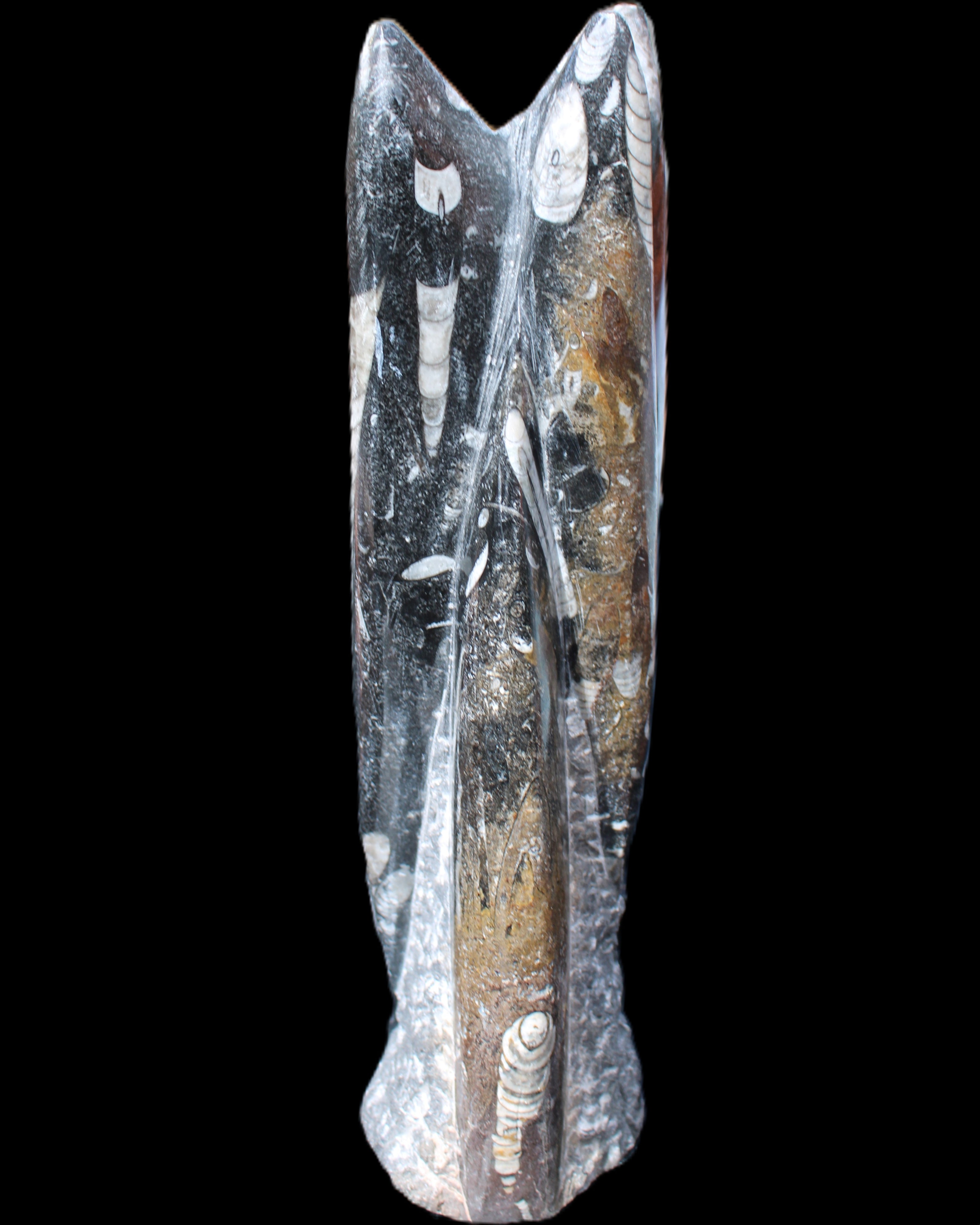 Orthoceras sculpture tower from Morocco 230*65mm 1030g in sunlight - Rocks and Things Store