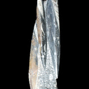 Orthoceras sculpture tower from Morocco 230*65mm 1030g in sunlight - Rocks and Things Store