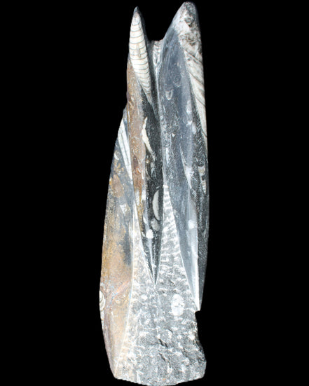 Orthoceras sculpture tower from Morocco 230*65mm 1030g in sunlight - Rocks and Things Store