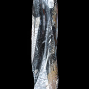 Orthoceras sculpture tower from Morocco 230*65mm 1030g in sunlight - Rocks and Things Store