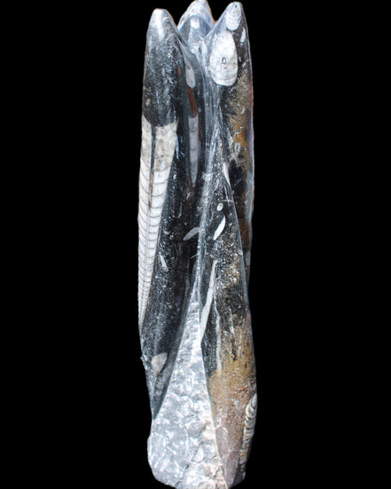 Orthoceras sculpture tower from Morocco 230*65mm 1030g in sunlight - Rocks and Things Store
