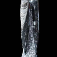 Orthoceras sculpture tower from Morocco 230*65mm 1030g in sunlight - Rocks and Things Store