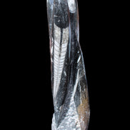 Orthoceras sculpture tower from Morocco 230*65mm 1030g in sunlight - Rocks and Things Store