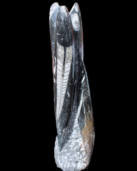 Orthoceras sculpture tower from Morocco 230*65mm 1030g in sunlight - Rocks and Things Store