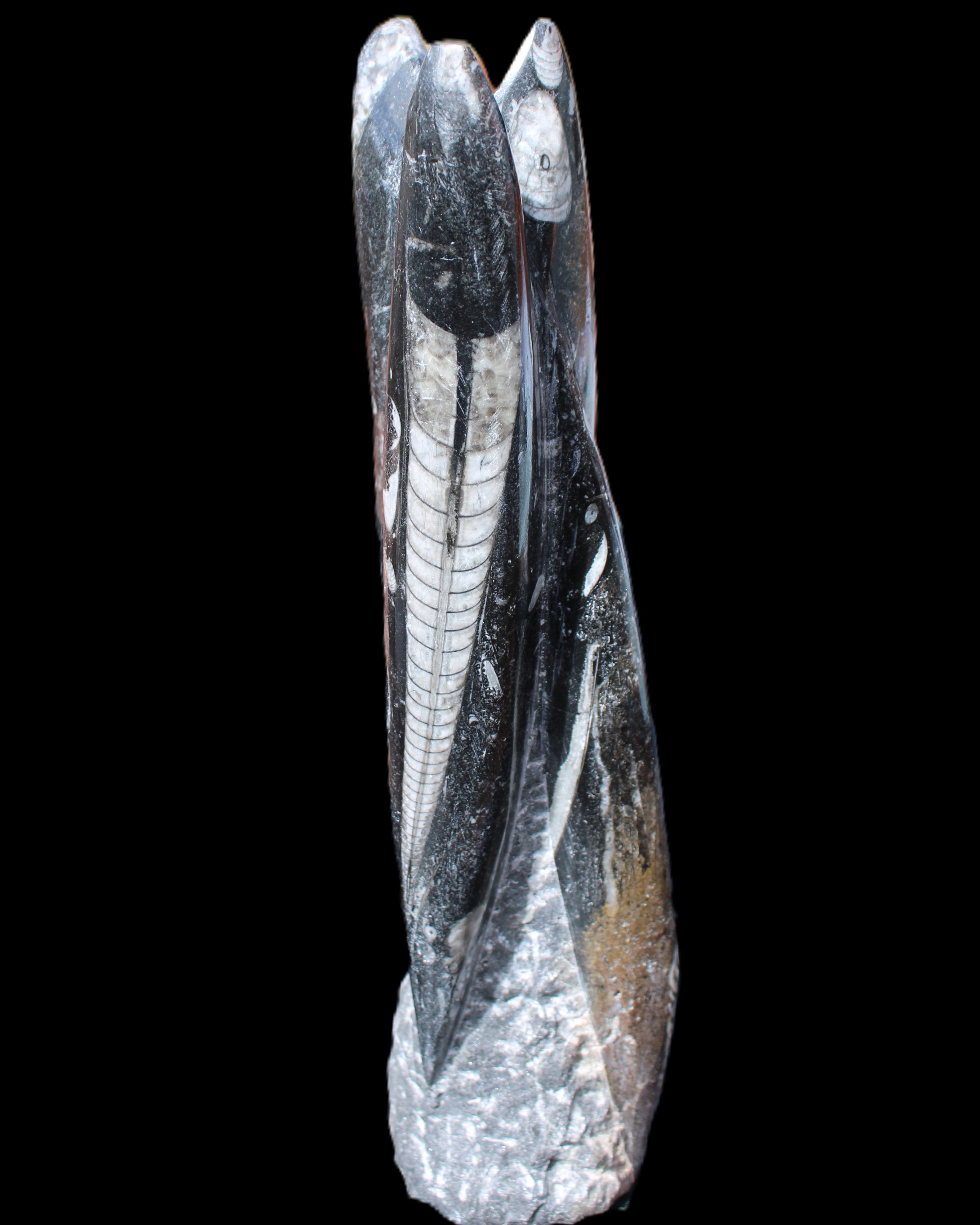 Orthoceras sculpture tower from Morocco 230*65mm 1030g in sunlight - Rocks and Things Store