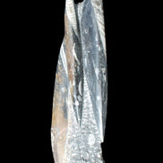 Orthoceras sculpture tower from Morocco 230*65mm 1030g in sunlight - Rocks and Things Store