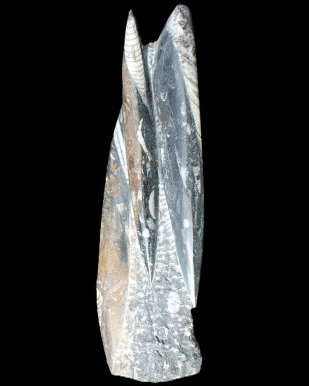 Orthoceras sculpture tower from Morocco 230*65mm 1030g in sunlight - Rocks and Things Store