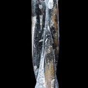 Orthoceras sculpture tower from Morocco 230*65mm 1030g in sunlight - Rocks and Things Store