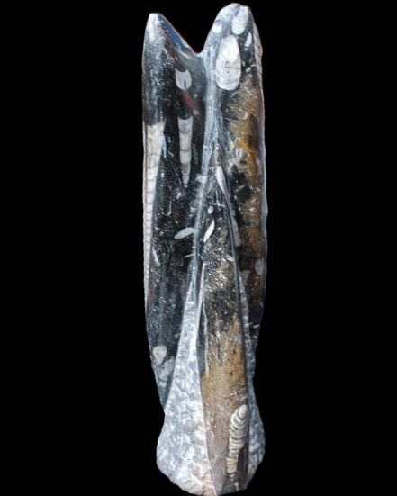 Orthoceras sculpture tower from Morocco 230*65mm 1030g in sunlight - Rocks and Things Store